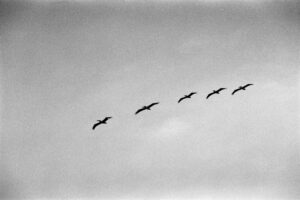 Flight of the pelicans • 2025