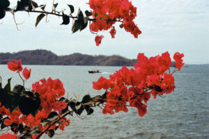 Bougeainvillea harbour • 2025