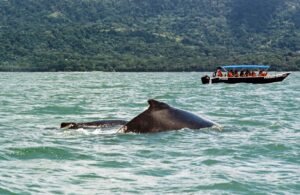 Humpback and forth • 2025