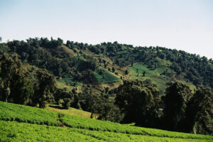 Broccoli Hill • 2025